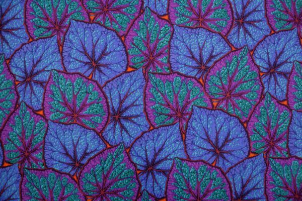 Popeline // Kaffe Fassett // Begonia Leaves // Cobalt – Bild 2