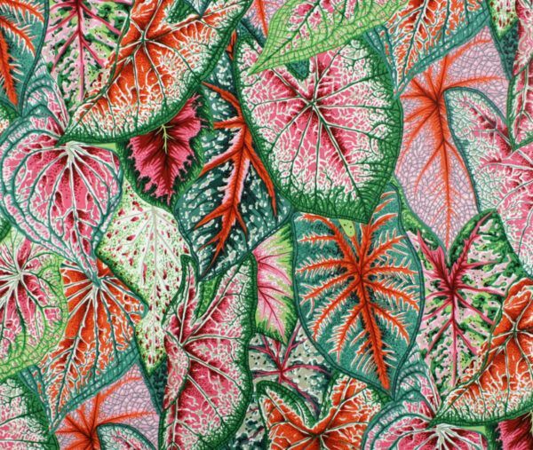Popeline // Kaffe Fassett // Caladiums // Bright – Bild 5